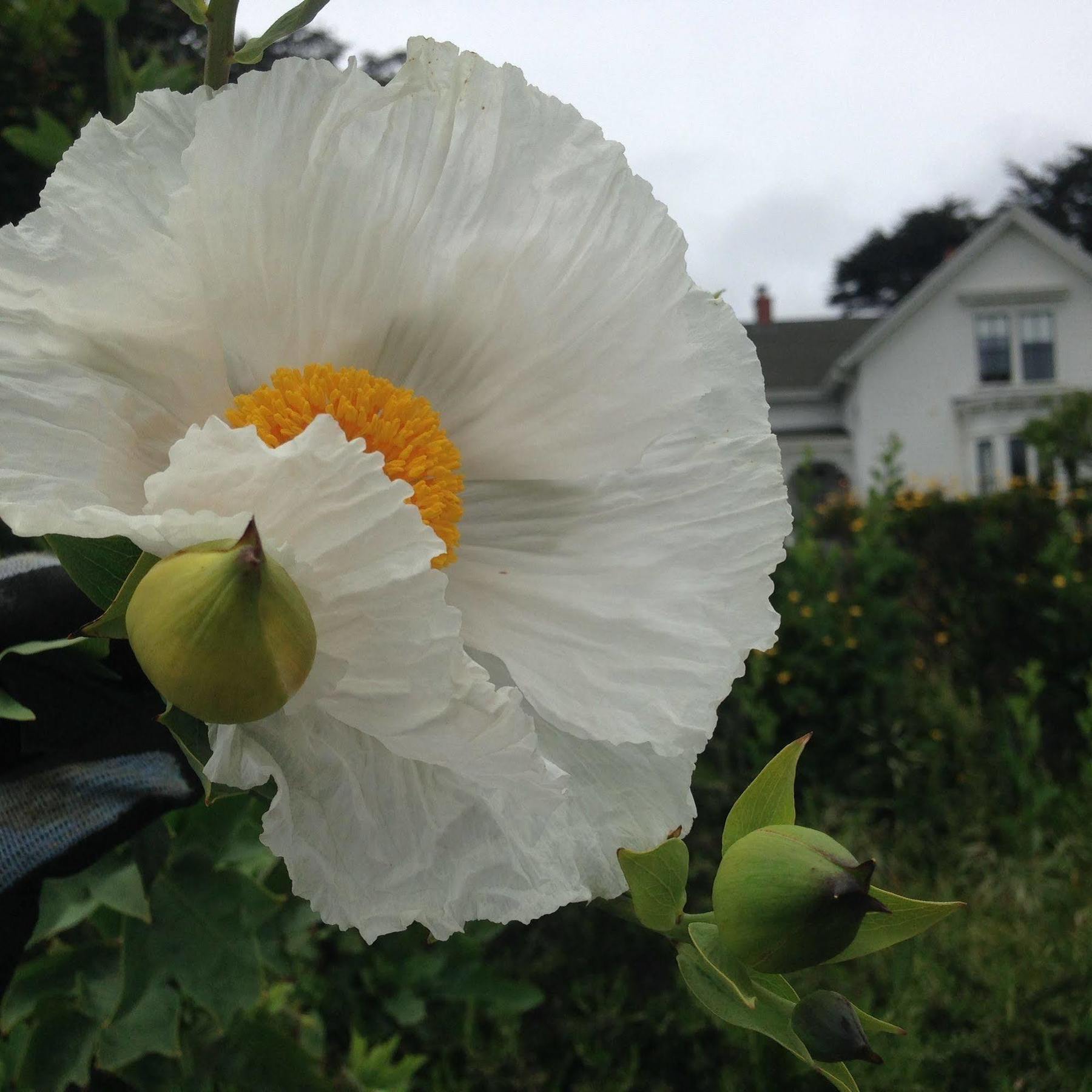 Joshua Grindle Inn Mendocino Exteriér fotografie